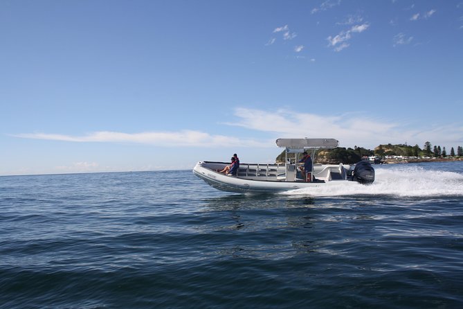 Whale Watching Terrigal - Is $132.42 good value for one hour?