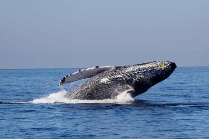Whale Watching The Best Of Puerto Vallarta - Leaving from Opequimar Centro Marino