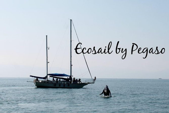 Whale Watching The Best Of Puerto Vallarta - The whale sightings and seasonal timing