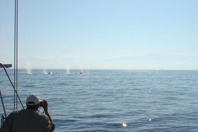 Whale Watching The Best Of Puerto Vallarta - Why the crew matters on a whale trip