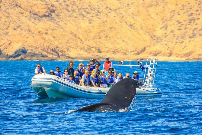 Whale Watching, The Famous Arch and Fast Boat Tour in Los Cabos - Why this fast boat makes sense for whale watching