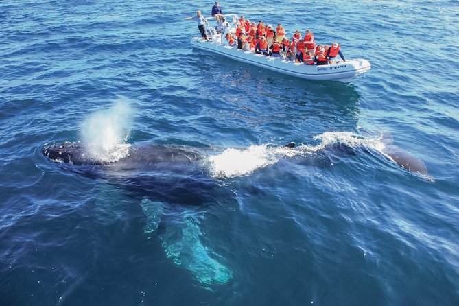 Whale Watching, The Famous Arch and Fast Boat Tour in Los Cabos - Searching for humpbacks in open water