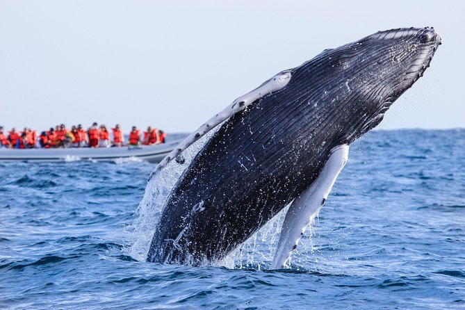 Whale Watching, The Famous Arch and Fast Boat Tour in Los Cabos - The Sea of Cortez or the Pacific Ocean