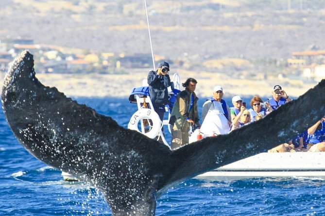 Whale Watching, The Famous Arch and Fast Boat Tour in Los Cabos - Returning past the Arch, Lover’s Beach, and sea lions