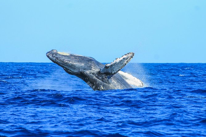 Whale Watching, The Famous Arch and Fast Boat Tour in Los Cabos - What the $99 price really buys you