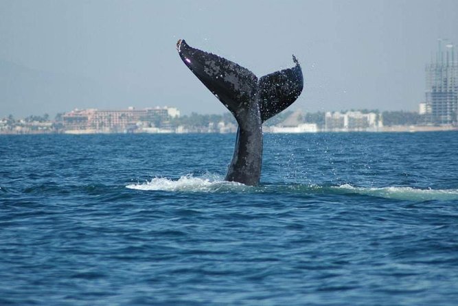 Whale Watching Tour - Key points at a glance