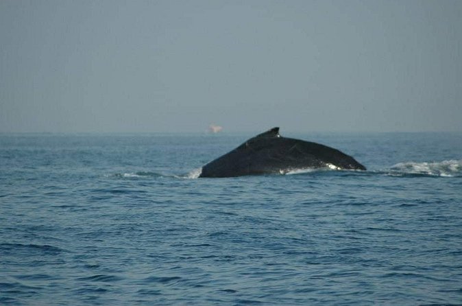 Whale Watching Tour - Is $62 a fair price?