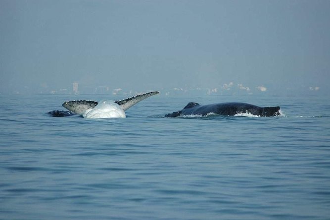 Whale Watching Tour - Who should book this trip?