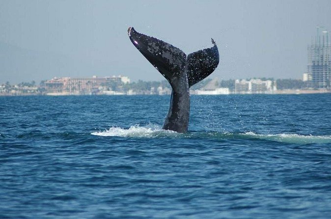 Whale watching tour - Comfort, children, and practical limits