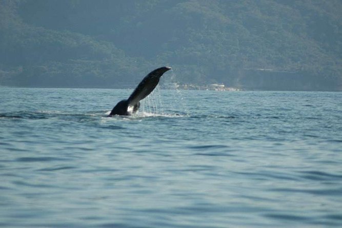 Whale watching tour - The personal touches that shape the day