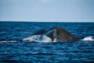 Whale Watching Tour – Big Island, Hawaii