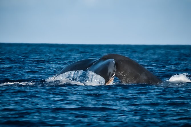 Whale Watching Tour - Big Island, Hawaii - Key points to know before you book