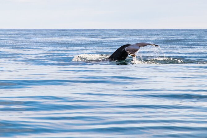 Whale Watching Tour from Akureyri City Central - Searching for humpback whales in the fjord