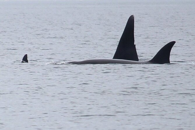 Whale Watching Tour from Anacortes - Key points at a glance