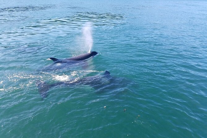 Whale Watching Tour from Anacortes - Why Anacortes is a smart whale-watching base