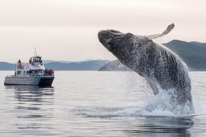 Whale Watching Tour from Anacortes - Is $119 a fair price?