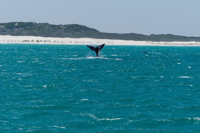 Whale Watching Tour from Cape Town - Hermanus is the reason to make the long day trip