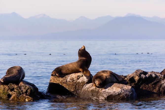Whale-Watching Tour from Vancouver - What the boat trip is really like