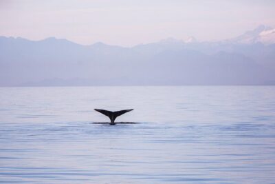Whale-Watching Tour from Vancouver