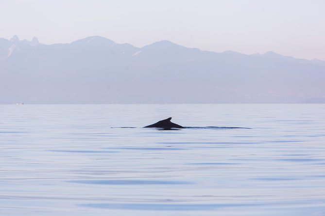 Whale-Watching Tour from Vancouver - Searching for orcas and humpbacks
