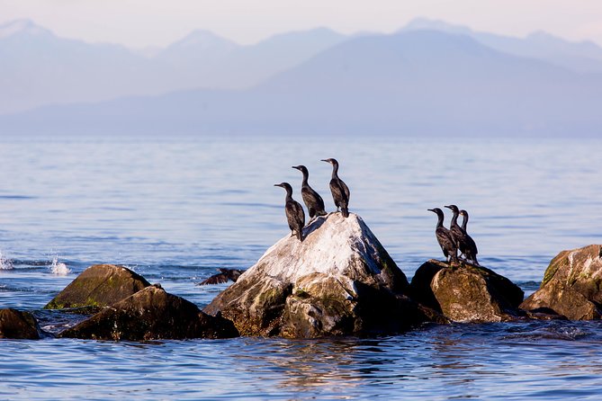 Whale-Watching Tour from Vancouver - Who should book, and who should think twice