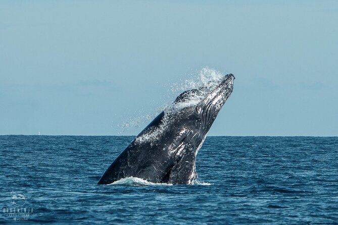 Whale Watching Tour in Cabo San Lucas - Timing, weather, and practical planning