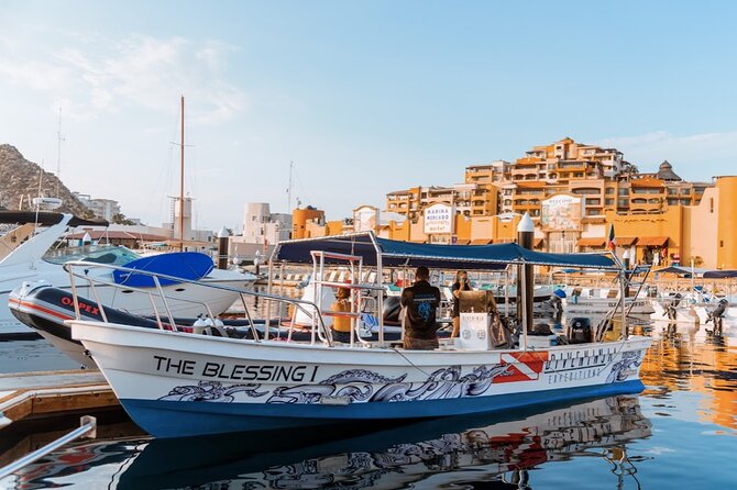 Whale Watching Tour in Cabo San Lucas - Searching Cabo’s whale waters