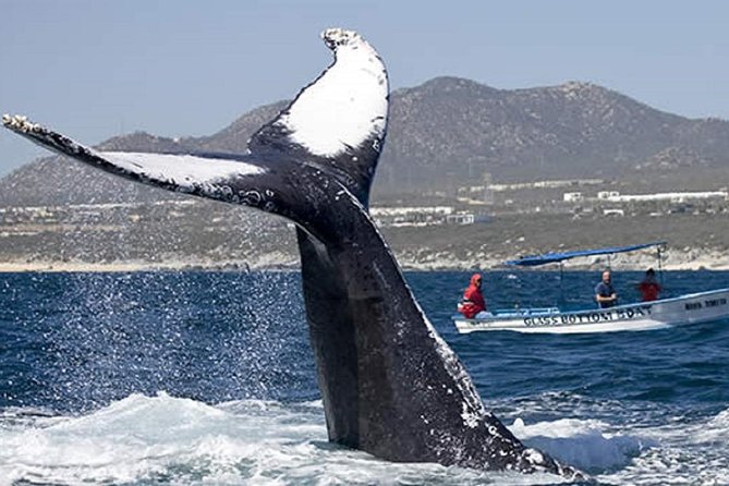 Whale Watching Tour in Glass Bottom Boat (VisitA Cabo) - A small boat with two jobs