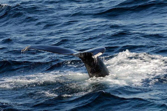 Whale Watching Tour in Gloucester - Key points before you book
