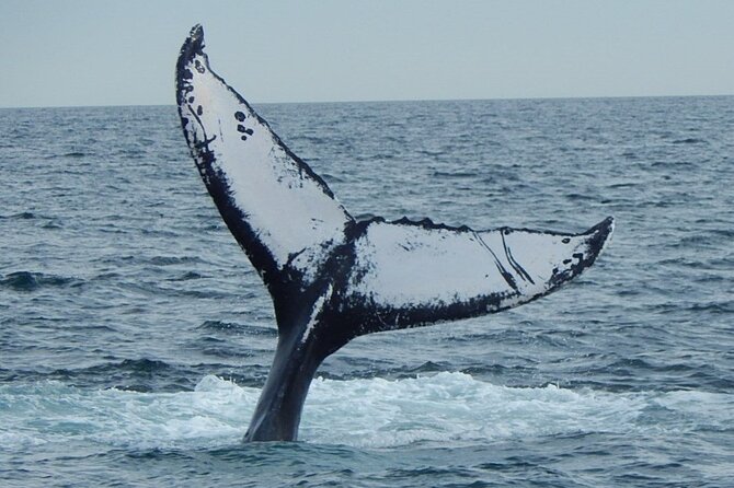 Whale Watching Tour in Gloucester - The naturalist makes the difference