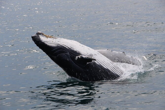 Whale Watching Tour in Gloucester - Indoor comfort, food, and the long ride home