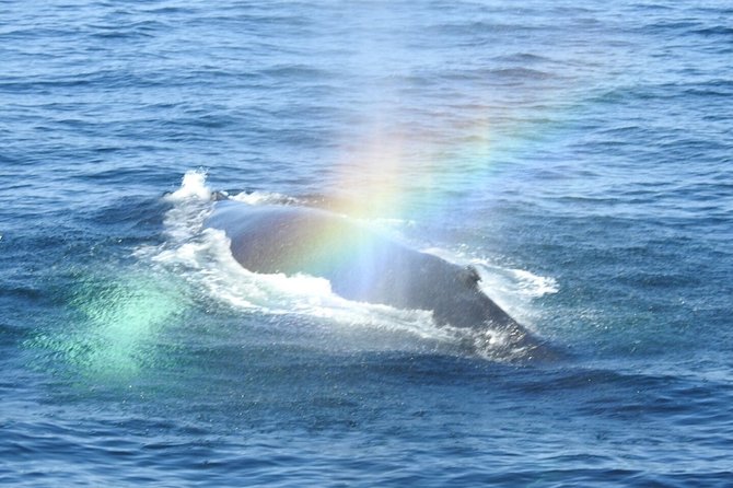 Whale Watching Tour in Gloucester - Is the $48 price good value?