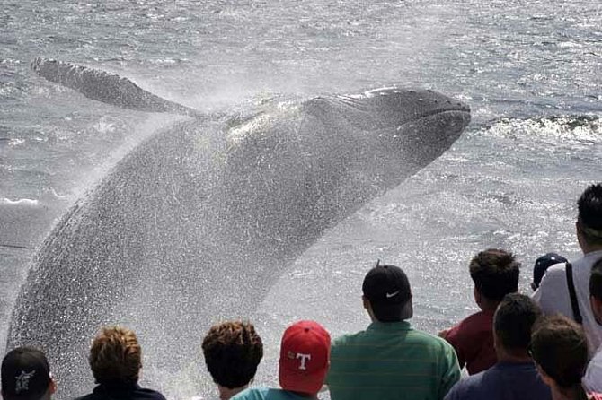 Whale Watching Tour in Gloucester - The ride out: why speed matters