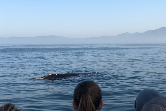 Whale Watching Tour in Hermanus with Hotel Pickup - Is $215.84 per person good value?