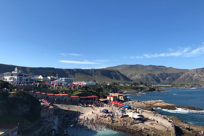 Whale Watching Tour in Hermanus with Hotel Pickup - What you can realistically see