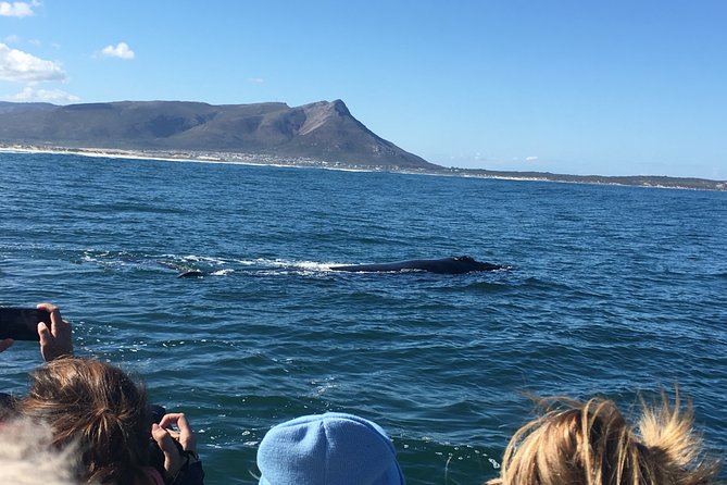 Whale Watching Tour in Hermanus with Hotel Pickup - Who will enjoy this Cape Town day trip