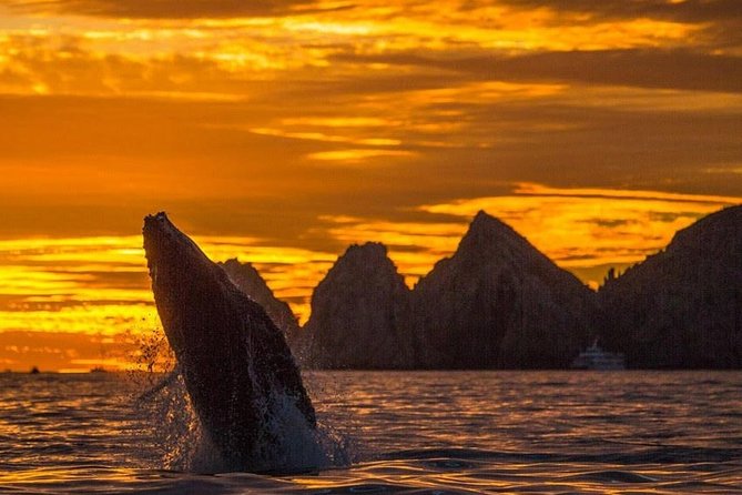 Whale Watching Tour in Los Cabos - El Arco Before the Whales