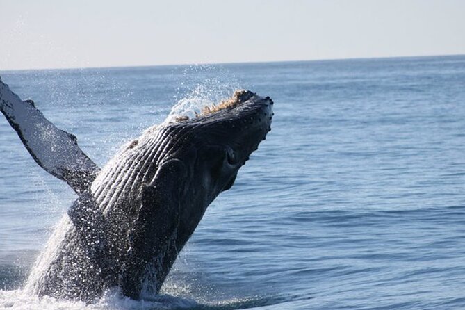 Whale Watching Tour in Los Cabos - Searching Cabo’s Pacific Waters
