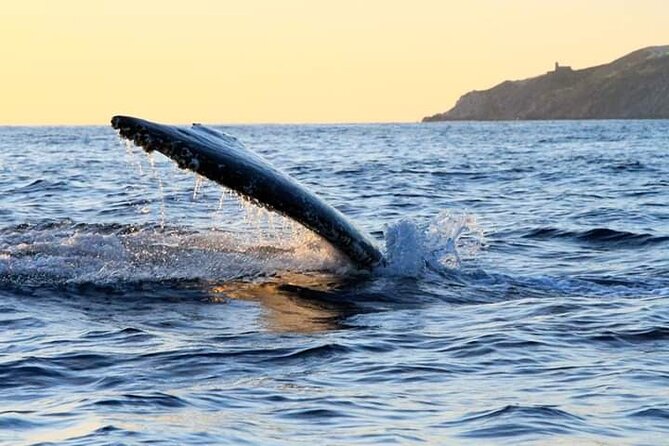 Whale Watching Tour in Los Cabos - A Closer Look at the Crew