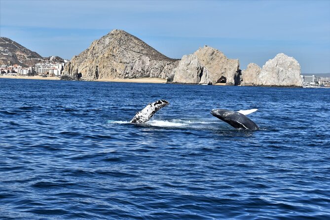 Whale Watching Tour in Los Cabos - Is $60 a Fair Price?