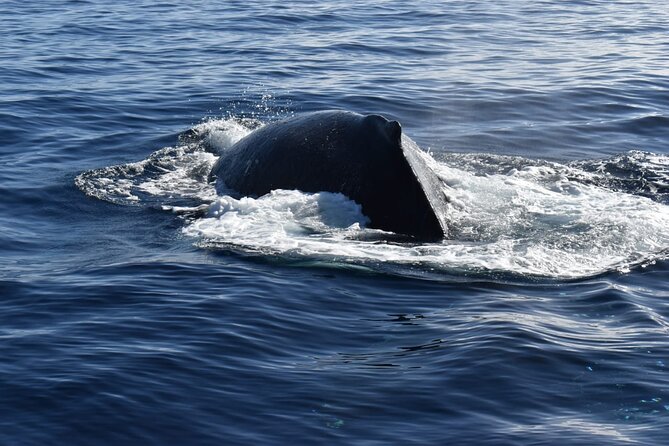 Whale Watching Tour in Los Cabos - Getting to the Marina on Time