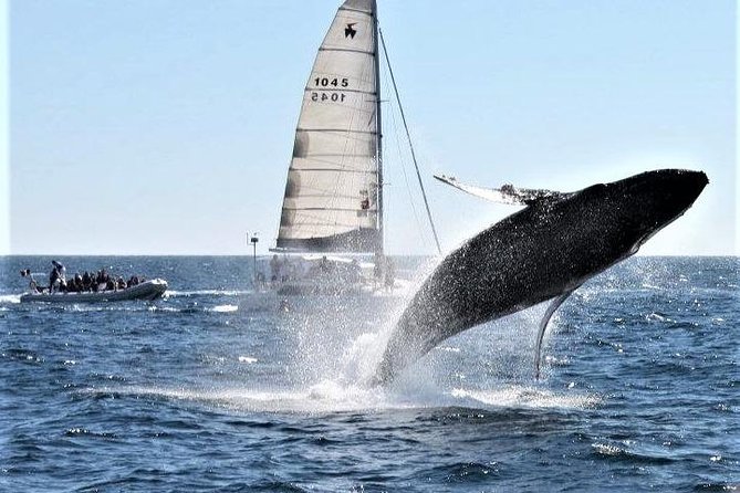 Whale Watching Tour in Los Cabos - Who Will Enjoy This Tour Most