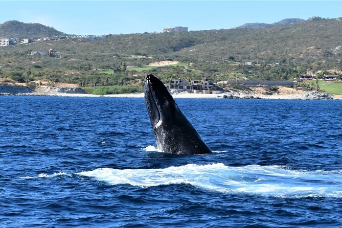 Whale Watching Tour in Los Cabos - Weather, Cancellations, and Booking Rules