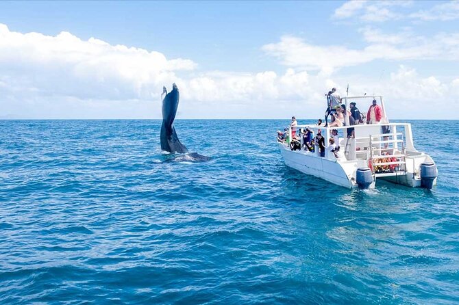 Whale Watching Tour in Samana - Key points to know before booking