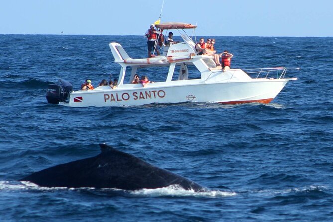 Whale Watching Tour in Samana - Samaná Bay puts whales at center stage