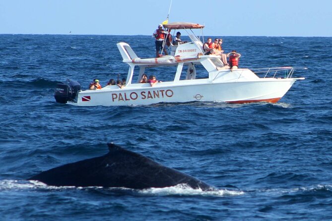Whale Watching Tour in Samana Bay from Las Terrenas - Samaná Bay gives the morning real purpose