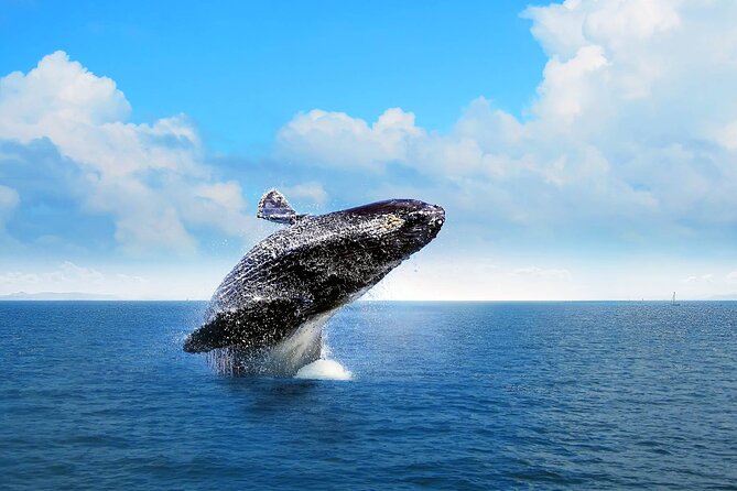 Whale Watching Tour in Samana Bay from Las Terrenas - A six-hour schedule that starts early