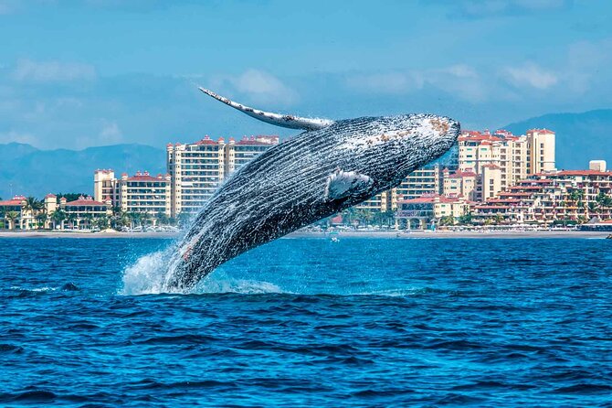 Whale Watching Tour in Samana Bay from Las Terrenas - Group size and the guide question