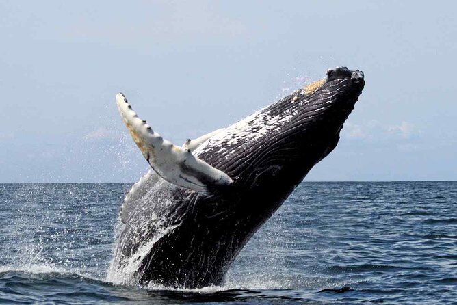Whale Watching Tour in Samana Bay from Las Terrenas - Weather can change the plan