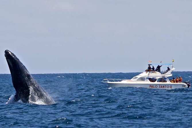 Whale Watching Tour in Samana Bay from Las Terrenas - Who should book this excursion